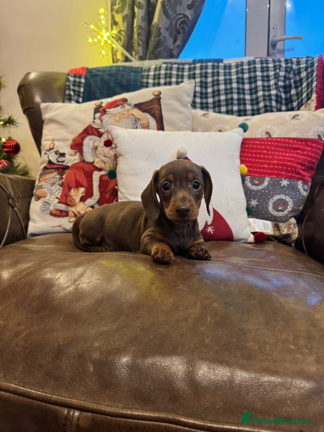 Dachshund dogs for sale: Miniature Dachshund Puppies  - Advert 6