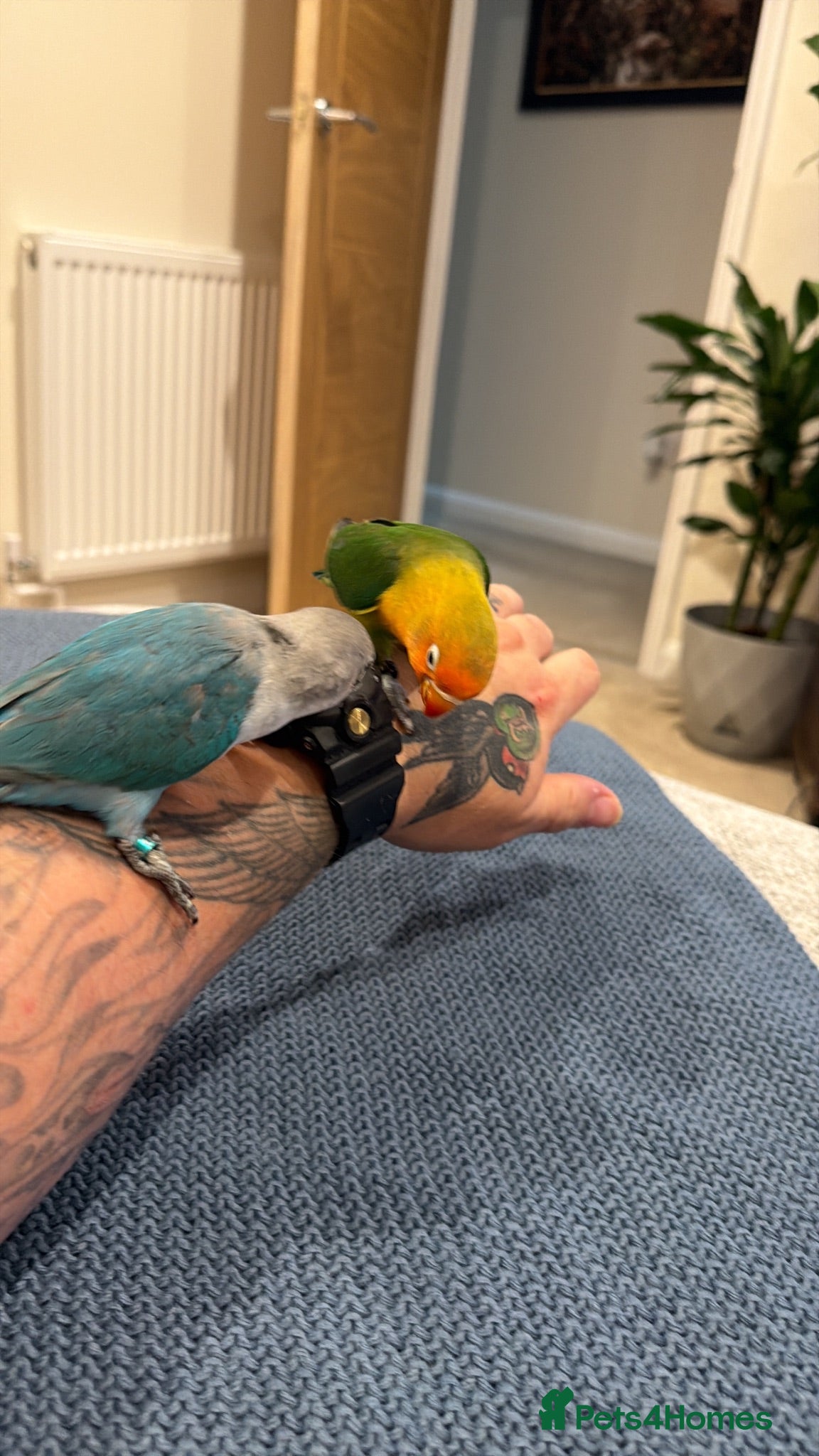 Lovebirds birds 2 amazing male love birds for sale - Advert 1