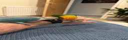 Lovebirds birds for sale: 2 amazing male love birds for sale in Woking - Advert 1
