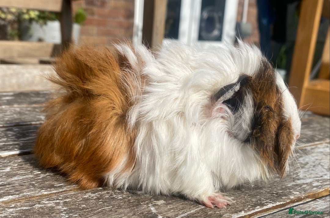 Guinea Pig rodents for sale: Abyssinian long haired  - Image 10