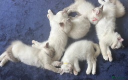 Ragdoll cats for sale: Ragdoll kittens  - Image 6