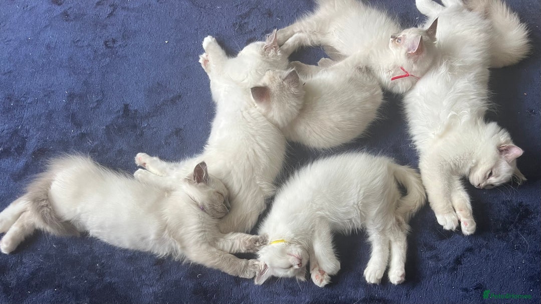 Ragdoll cats for sale: Ragdoll kittens  - Image 6