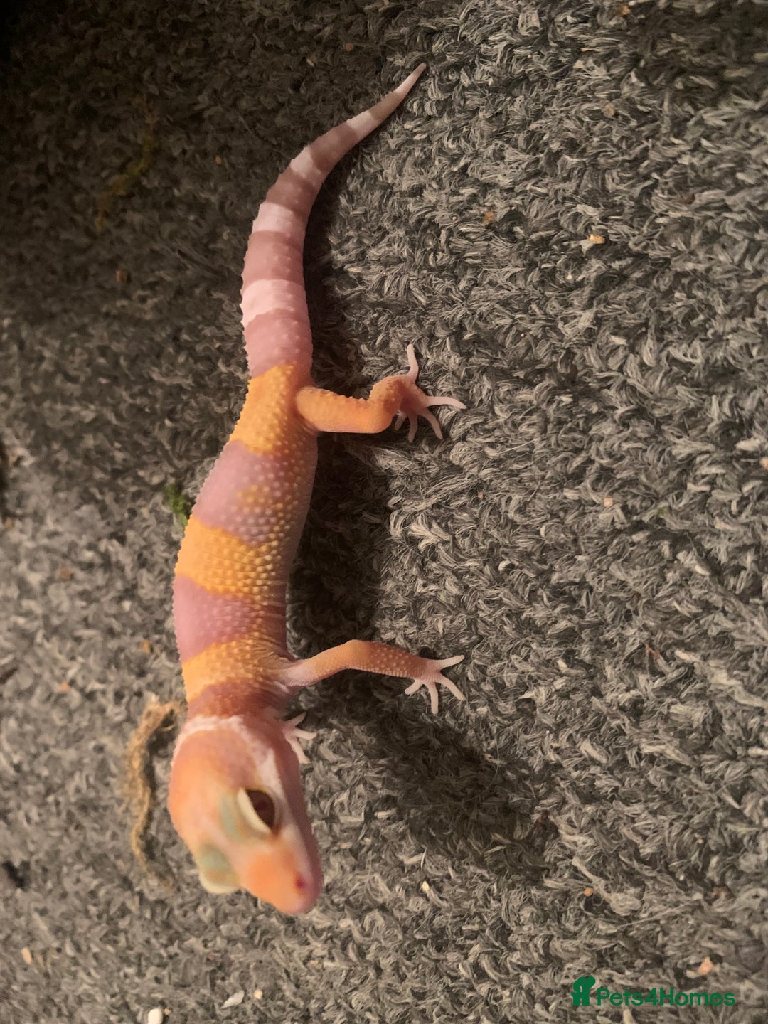 Leopard Gecko reptiles for sale: Leopard gecko babies cb25 - Image 2
