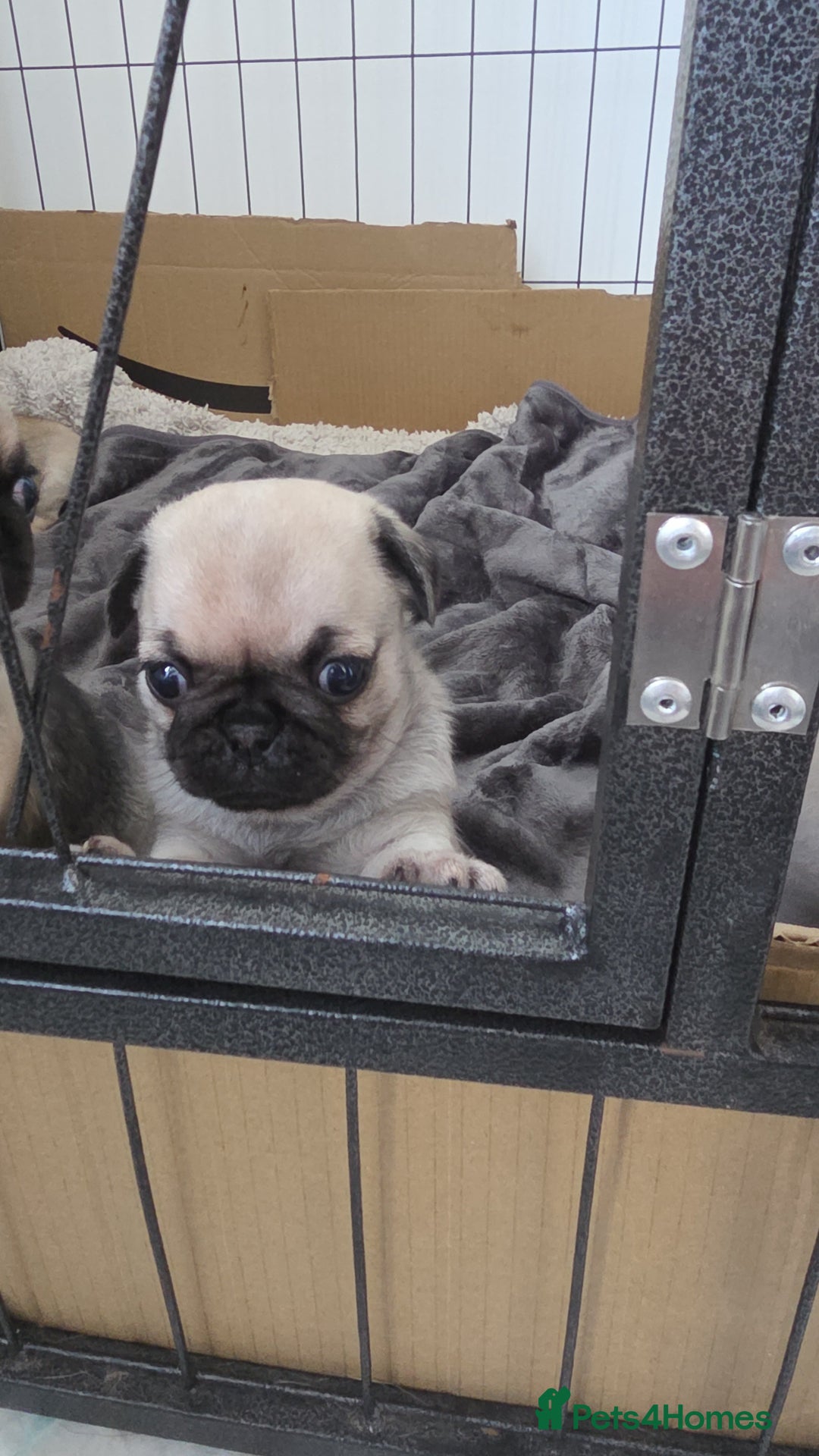 Pug dogs for sale: Pug puppies x3 girls left  - Advert 11