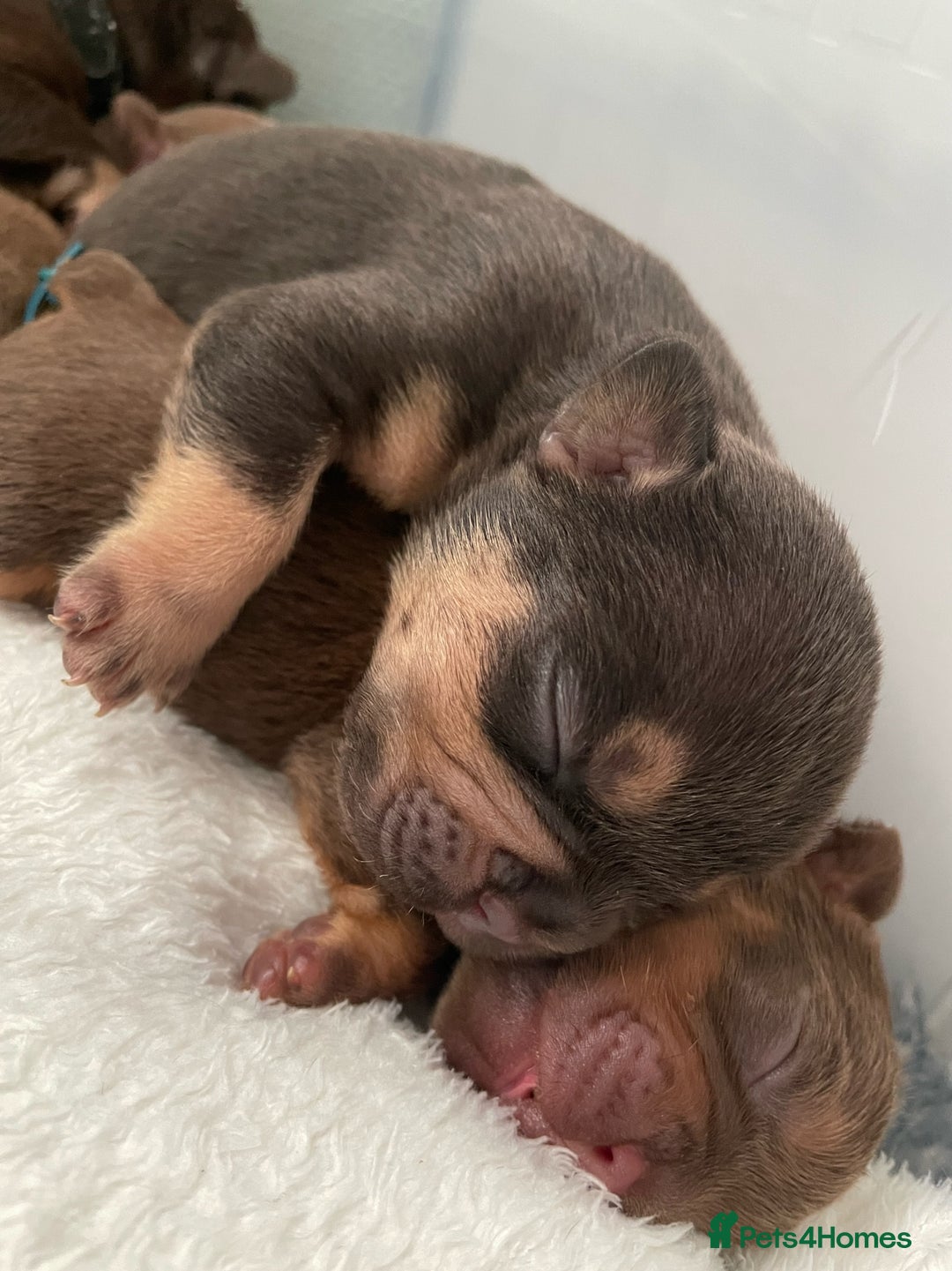 French Bulldog dogs for sale: Frenchies in Chocolate & Tan and Rojo - Advert 3