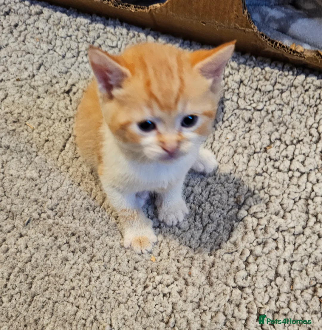 Mixed Breed cats for sale: Mixed breed kittens. Ready to be re-homed in Feb. - Advert 4