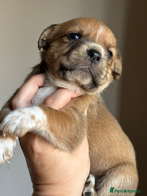 Mixed Breed dogs Border Collie x Blue Heeler/Ridgeback Puppies ⭐ - Advert 18