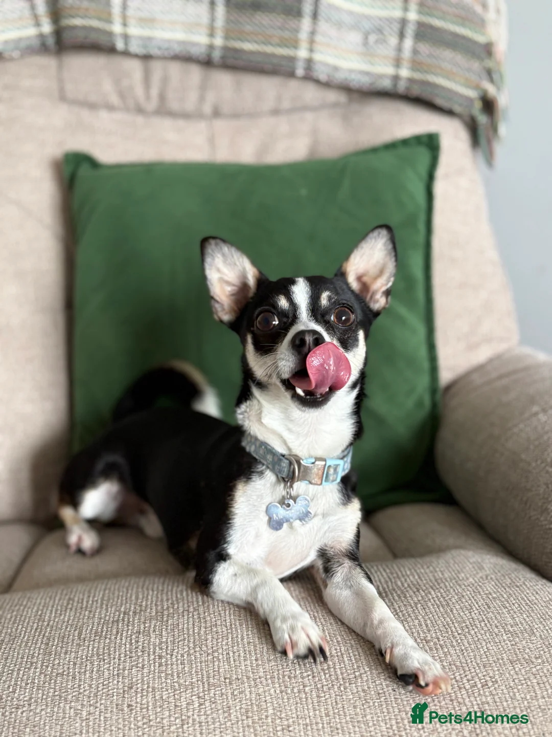 Chihuahua dogs for stud: Beautiful male chihuahua for stud  in Bodmin - Advert 14