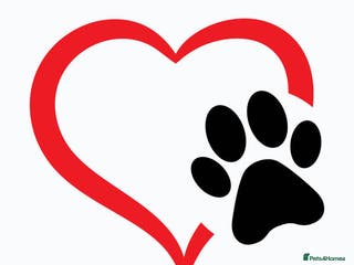 Mixed Breed dogs LOOKING TO GIVE A DOG A LOVING HOME in Hartlepool - Advert 16