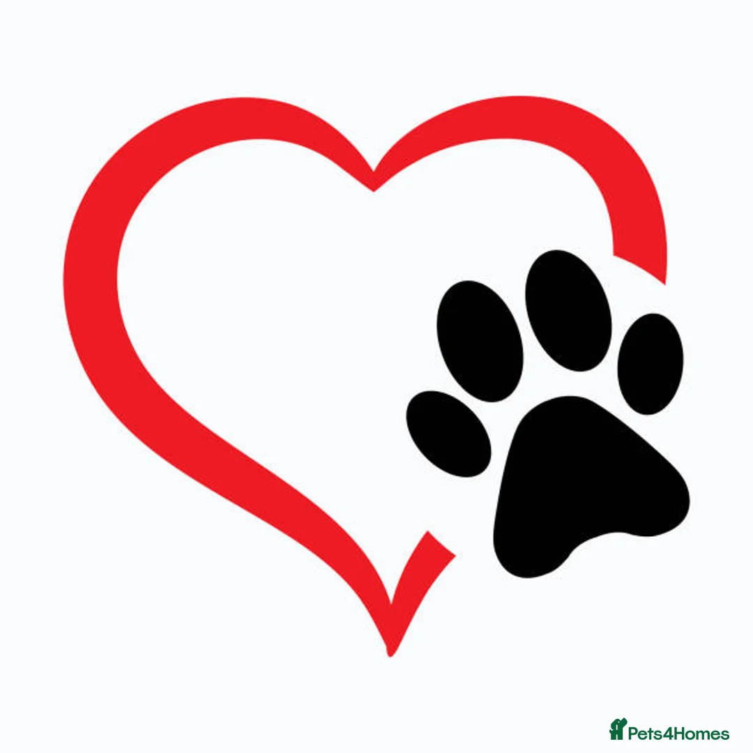 Mixed Breed dogs for adoption: LOOKING TO GIVE A DOG A LOVING HOME in Hartlepool - Advert 1