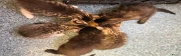 Mixed Breed cats for sale: 5 beautiful kitten ready to leave 25/7 - Advert 14