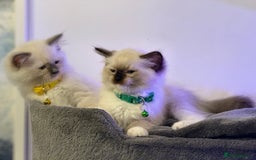 Ragdoll cats for sale: Ragdolls kittens 2 girls & 3 boys  - Image 23