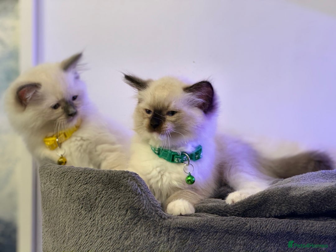Ragdoll cats for sale: Ragdolls kittens 2 girls & 3 boys  - Image 23