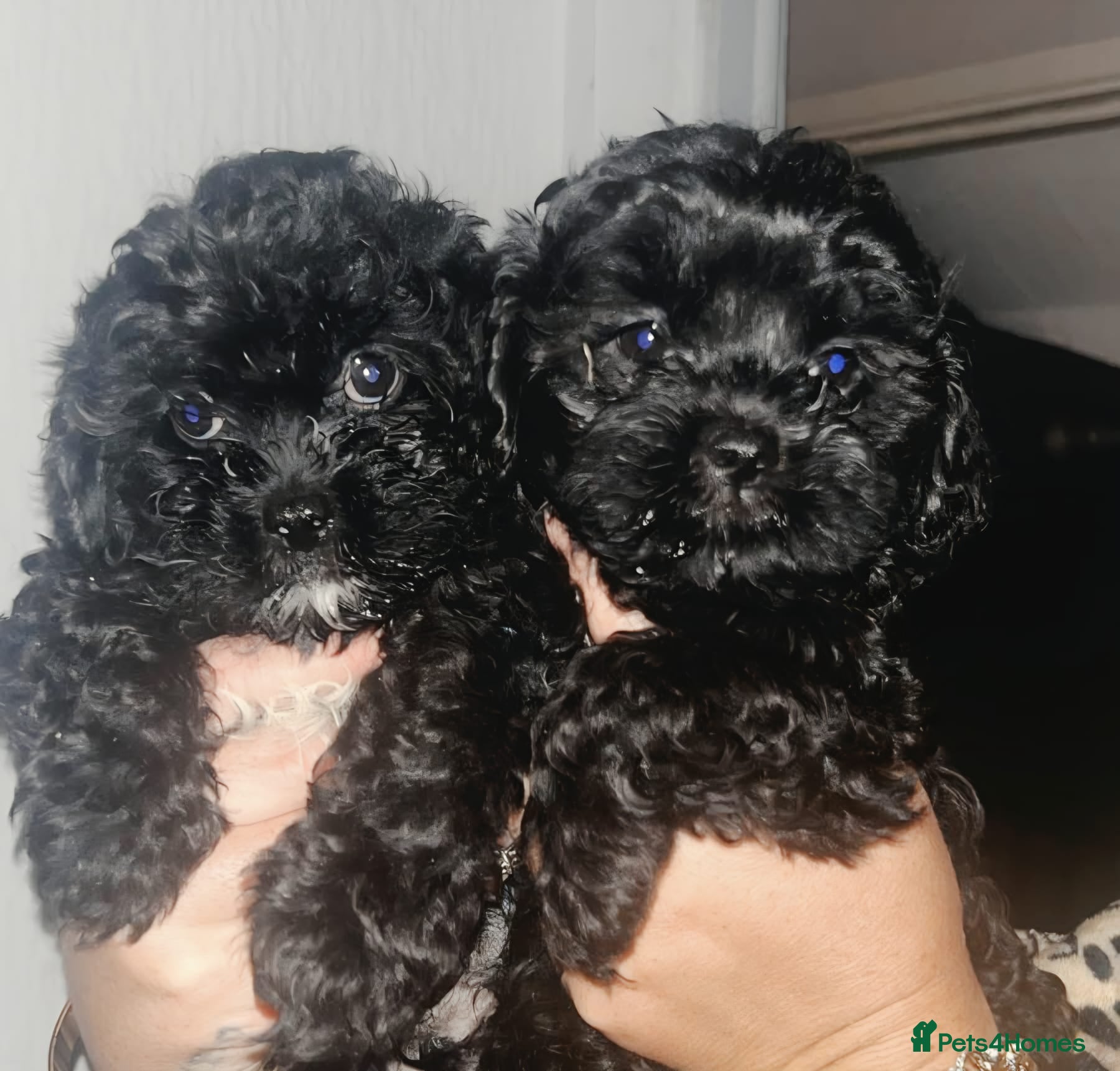 Shihpoo dogs Shihpoo puppies ready friday - Advert 6