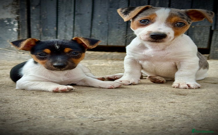 Jack Russell dogs - Advert 1