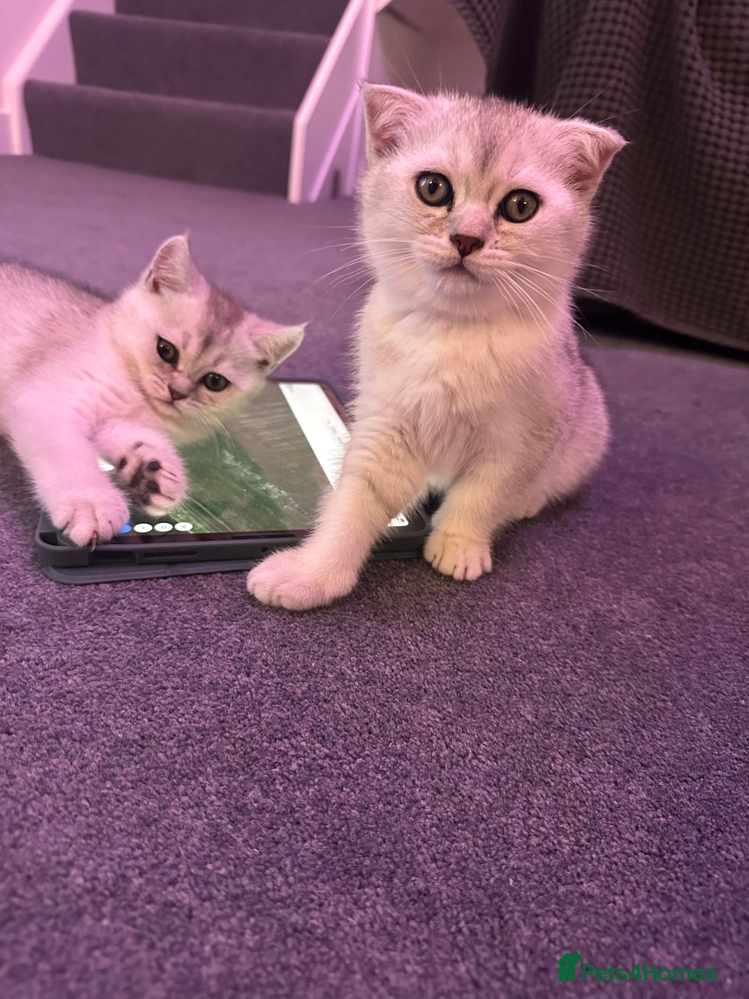 Scottish Fold cats for sale: Scottish fold/straight kittens (girls) - Image 6