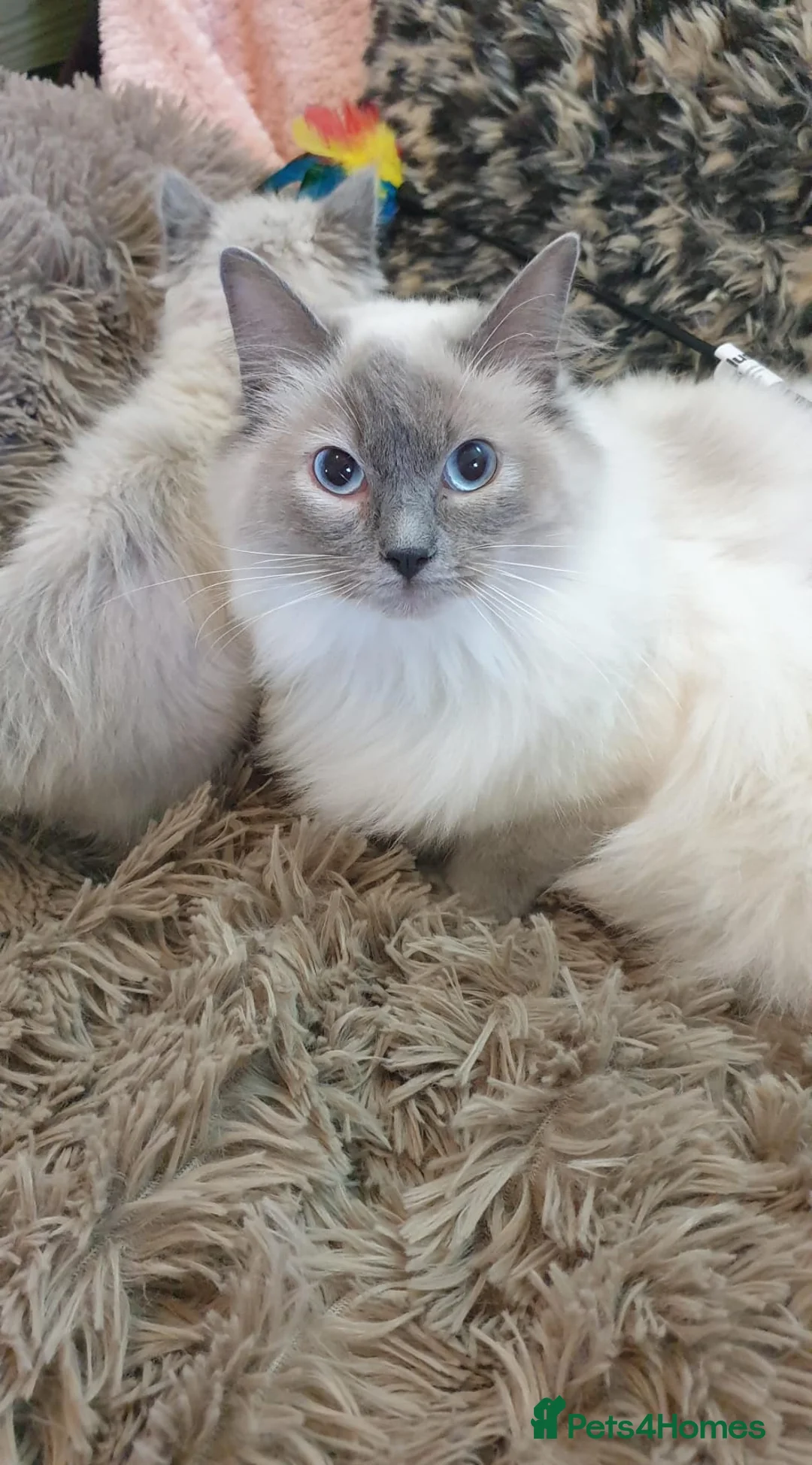 Ragdoll cats for sale: 🐈💕Gorgeous GCCF Blue Point Kittens💕🐈 in Preston - Advert 2