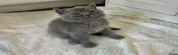 British Shorthair cats for sale: TICA Registered British Shorthair Kittens for Sale - Advert 9