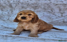 Cocker Spaniel dogs for sale: Kc reg Show Cocker Spaniels  - Image 10