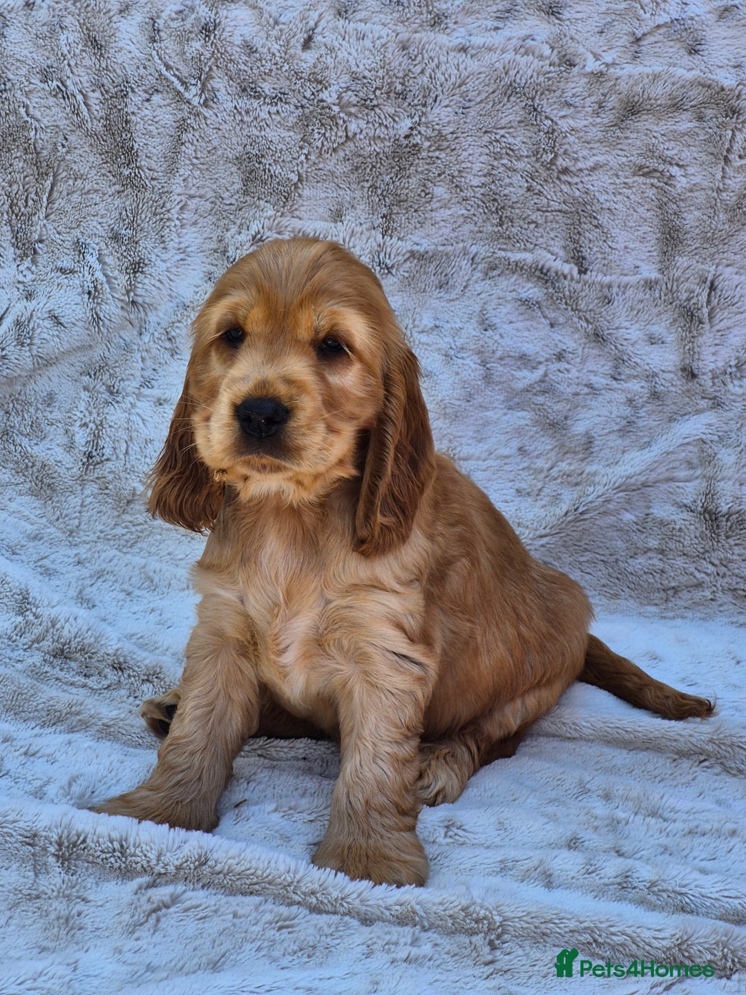 Cocker Spaniel dogs for sale: Kc reg Show Cocker Spaniels  - Image 10