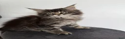 Maine Coon cats for sale: Stunning Maine Coon Cubs 🦁 - Advert 8