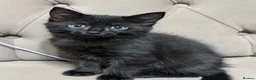 Mixed Breed cats for sale: Kitten for sale - Advert 2