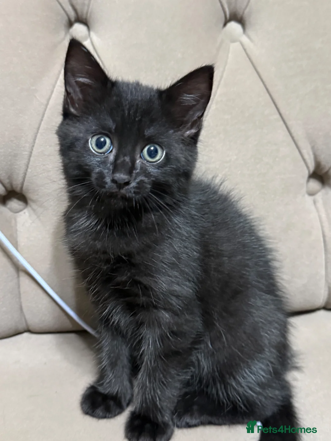 Mixed Breed cats for sale: Kitten for sale - Advert 2