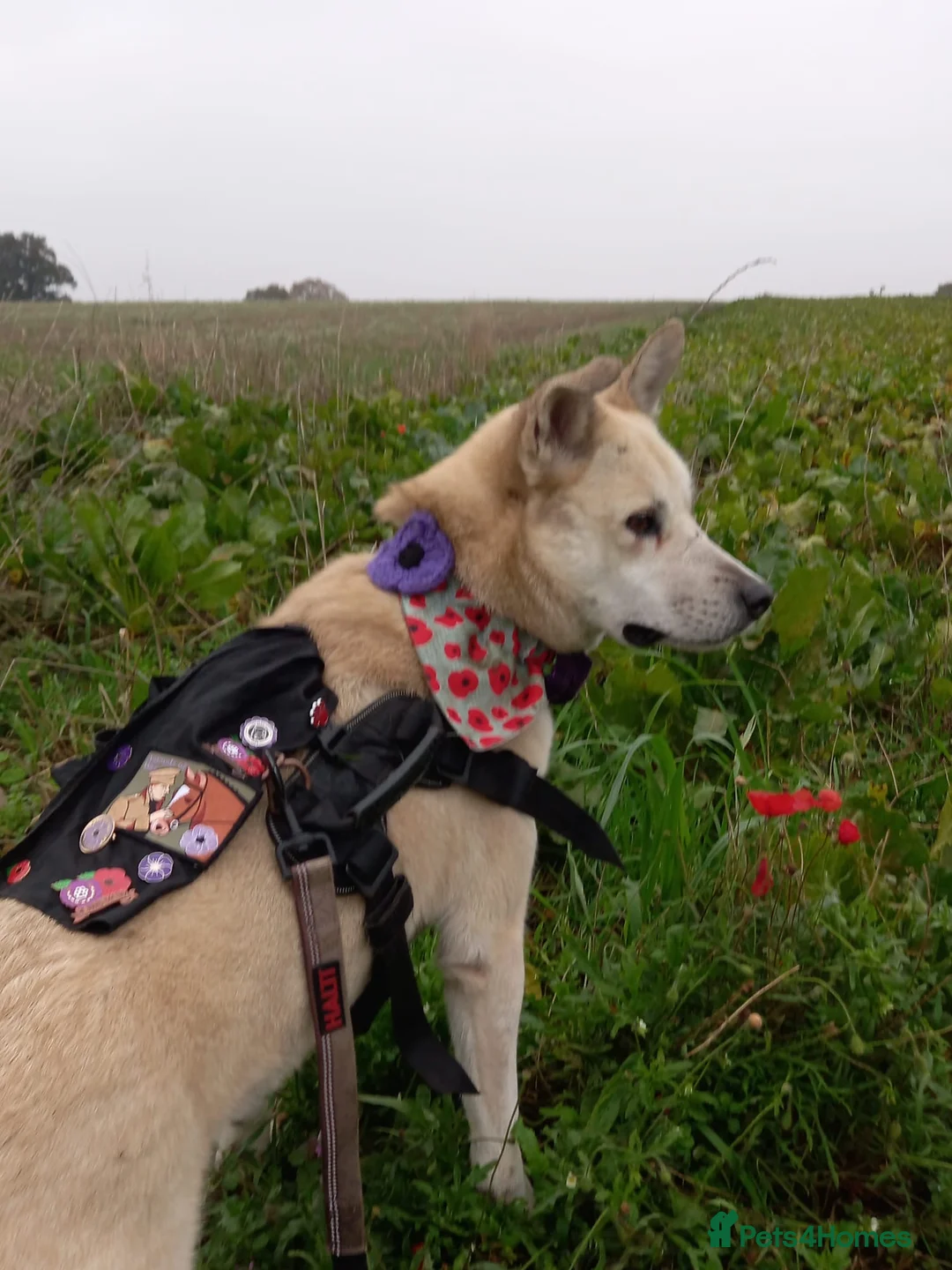 Mixed Breed dogs for adoption: Handsome Fivos Huskey X Shepherd in Norwich - Advert 2