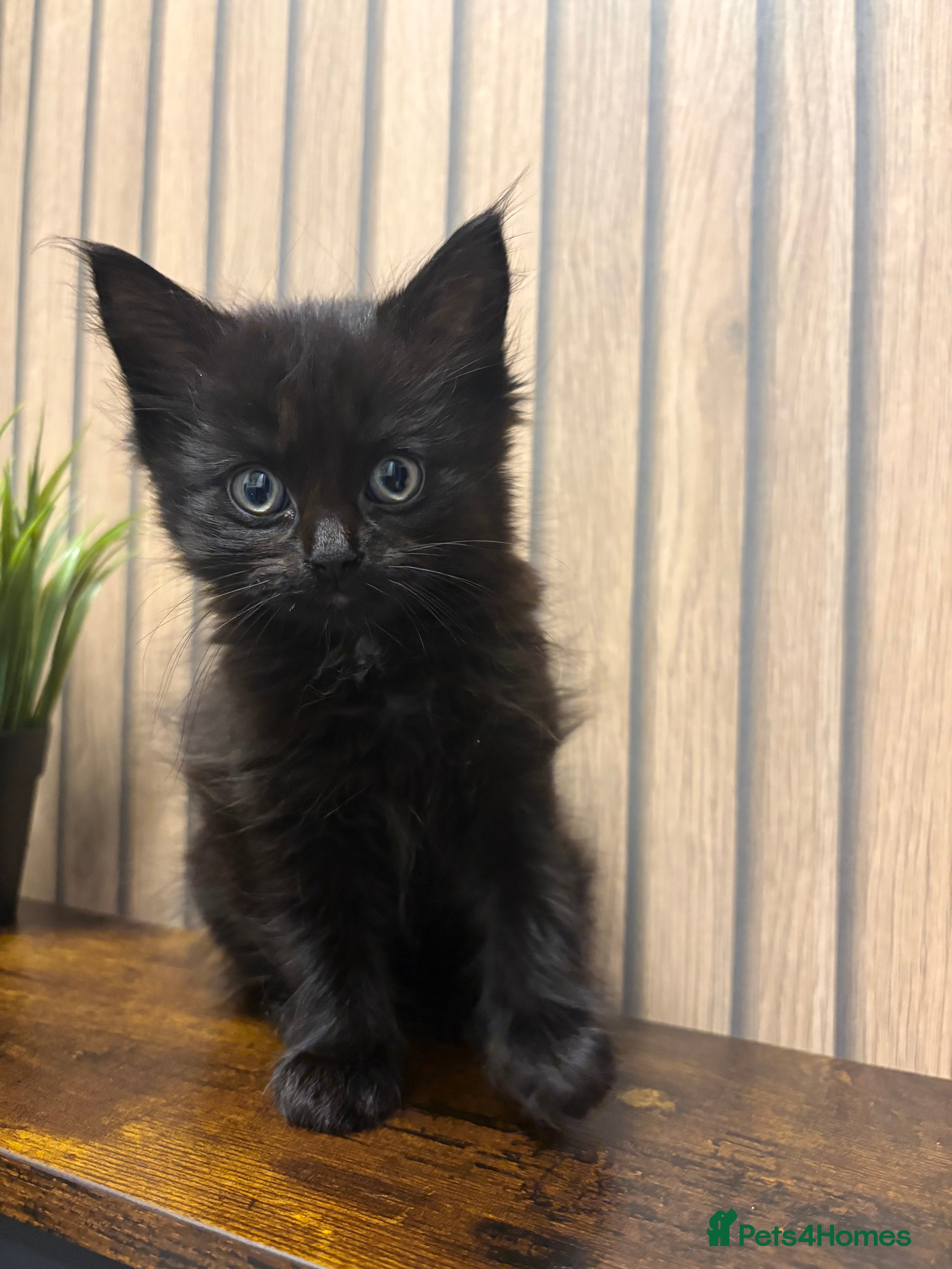 Mixed Breed cats Female British Longhair x Maine Coon Kitten - Advert 1