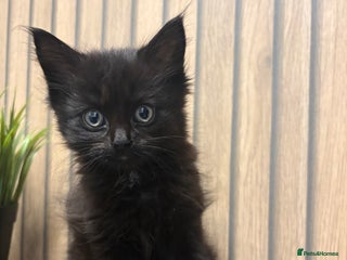 Mixed Breed cats Female British Longhair x Maine Coon Kitten - Advert 1