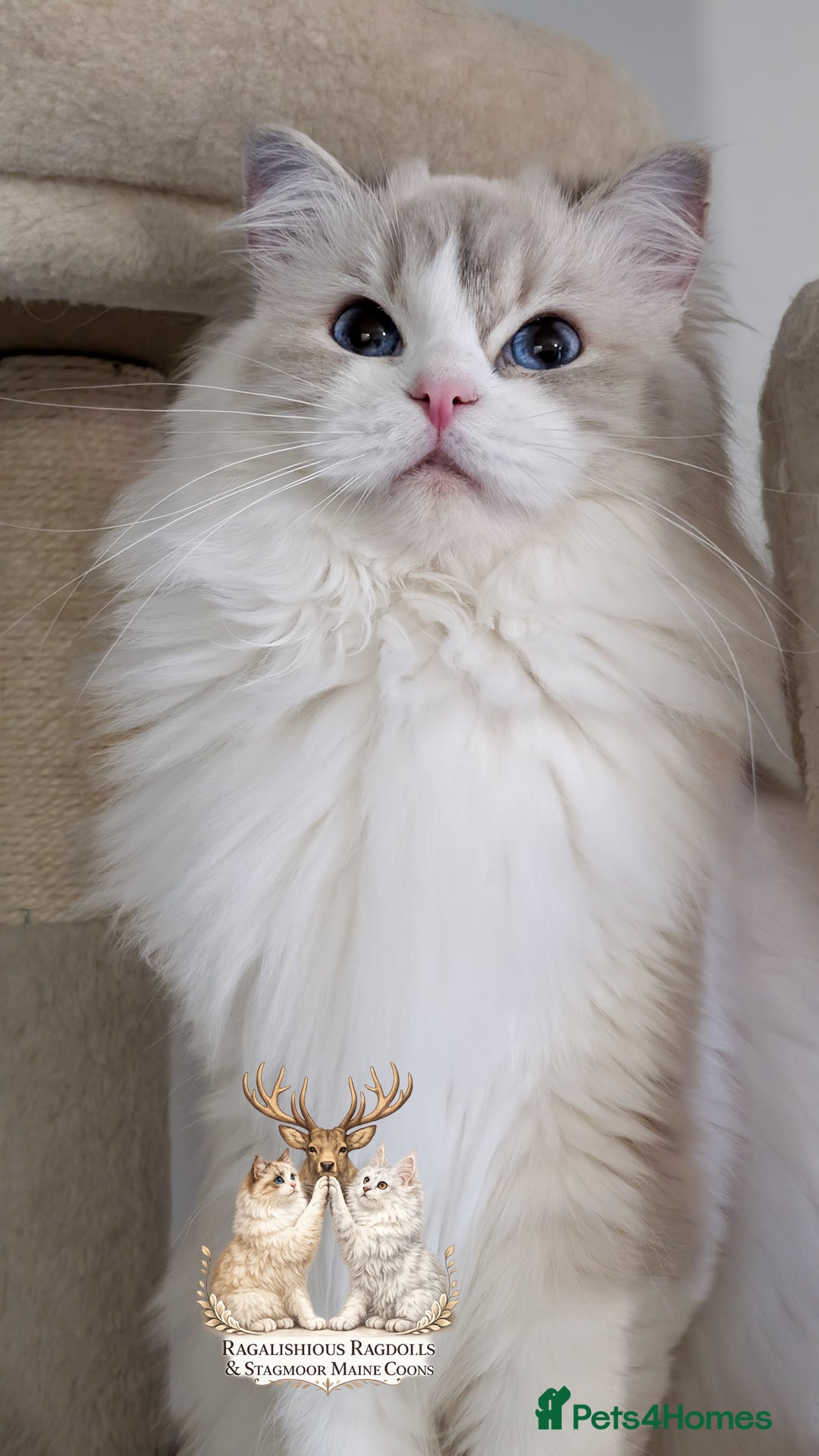 Ragdoll cats for sale: European TICA Blue Lynx Bicolour Champion Pedigree - Advert 1