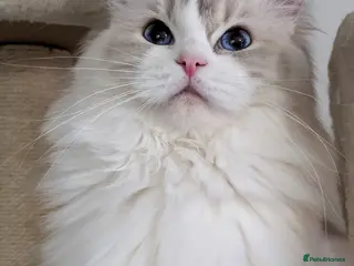 Ragdoll cats European TICA Blue Lynx Bicolour Champion Pedigree - Advert 1