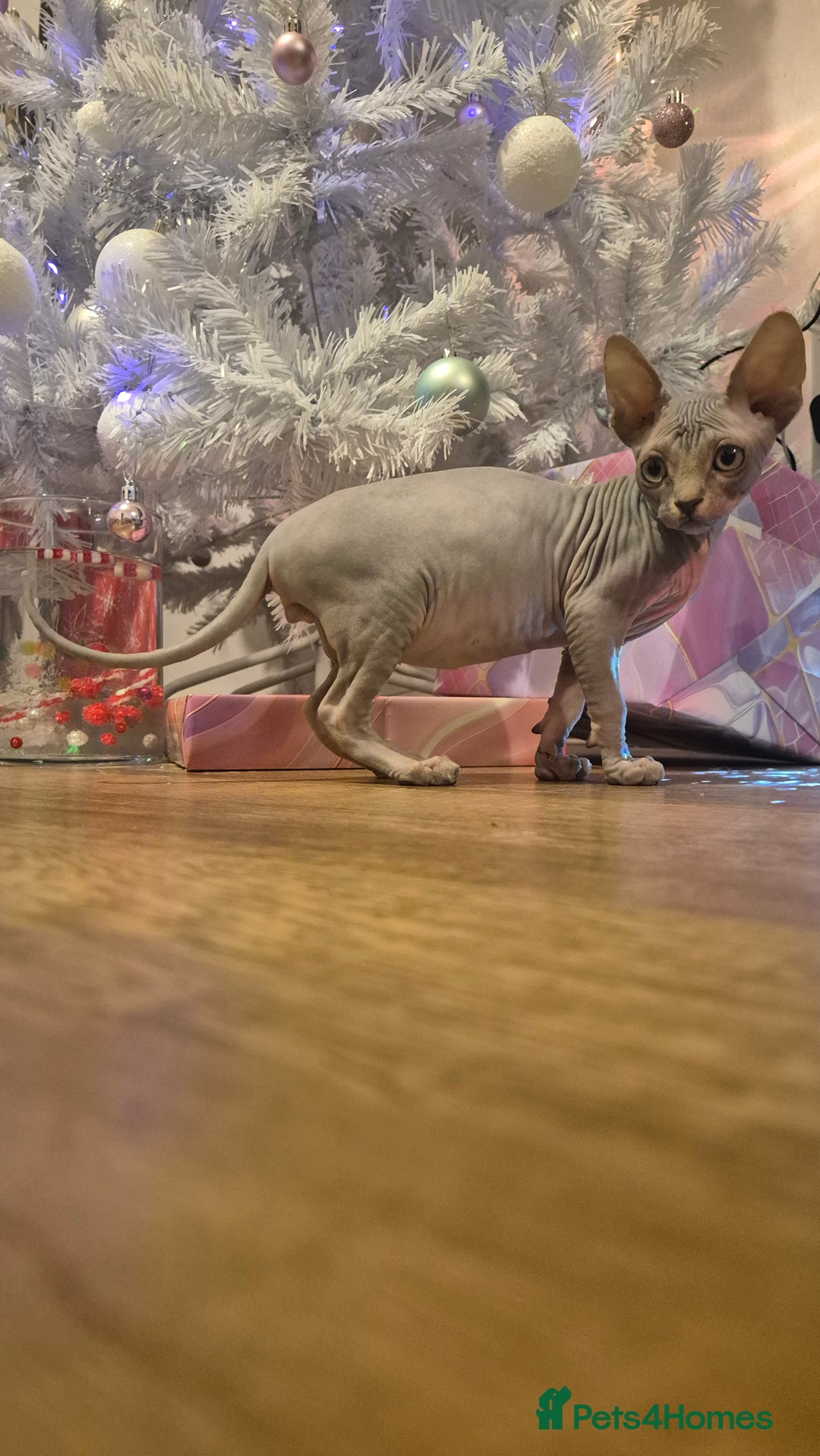 Sphynx cats for sale: Exclusive Sphynx Kittens Looking for Forever Homes - Advert 36