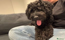 Cockapoo dogs for sale: Cockapoo  - Image 1