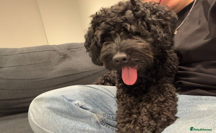 Cockapoo dogs - Advert 1