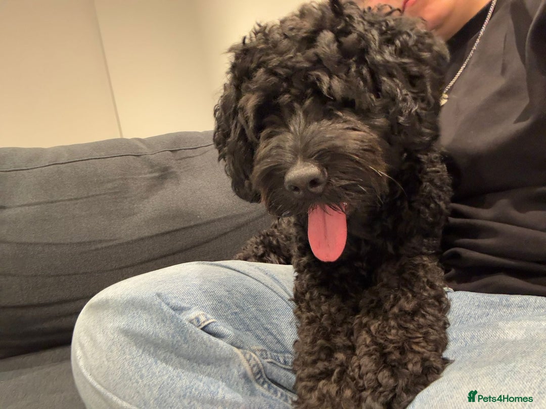 Cockapoo dogs for sale: Cockapoo  - Image 1