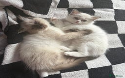 Ragdoll cats for sale: 🩵 Beautiful Ragdoll Kittens Ready at 12 Weeks! 🩵 - Image 33
