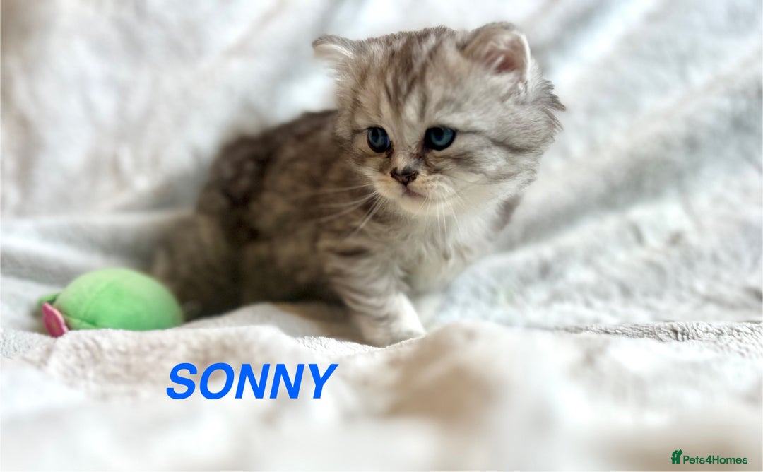 Persian cats for sale: **LAST ONE** Stunning pure Persian Kittens PKD Neg - Image 19