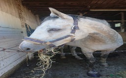 English Thoroughbred horses for sale: For Part loan - Advert 1