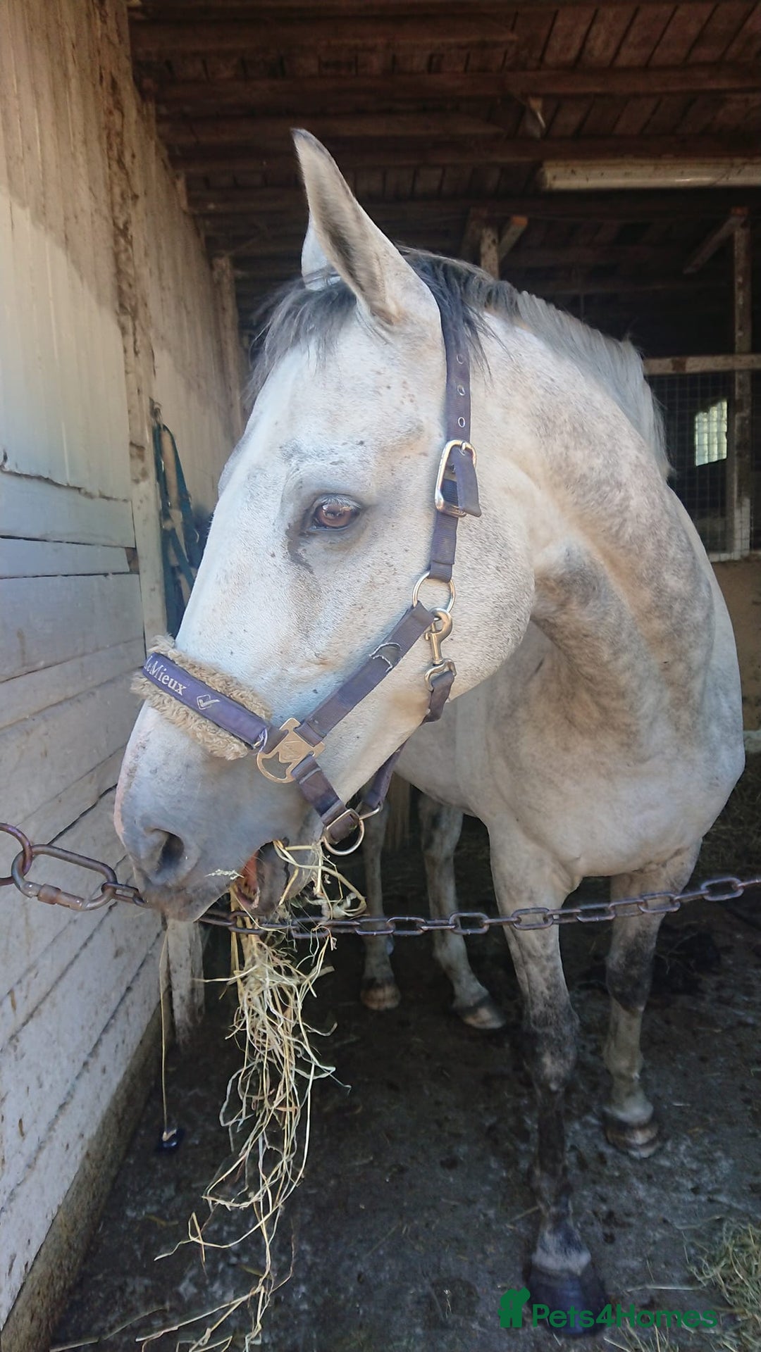 English Thoroughbred horses for sale: For Part loan - Advert 1