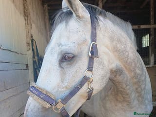 English Thoroughbred horses For Part loan - Advert 11