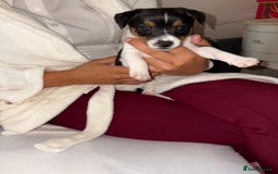 Jack Russell dogs for sale: Jack Russell Pure Breed Puppy’s  - Image 10