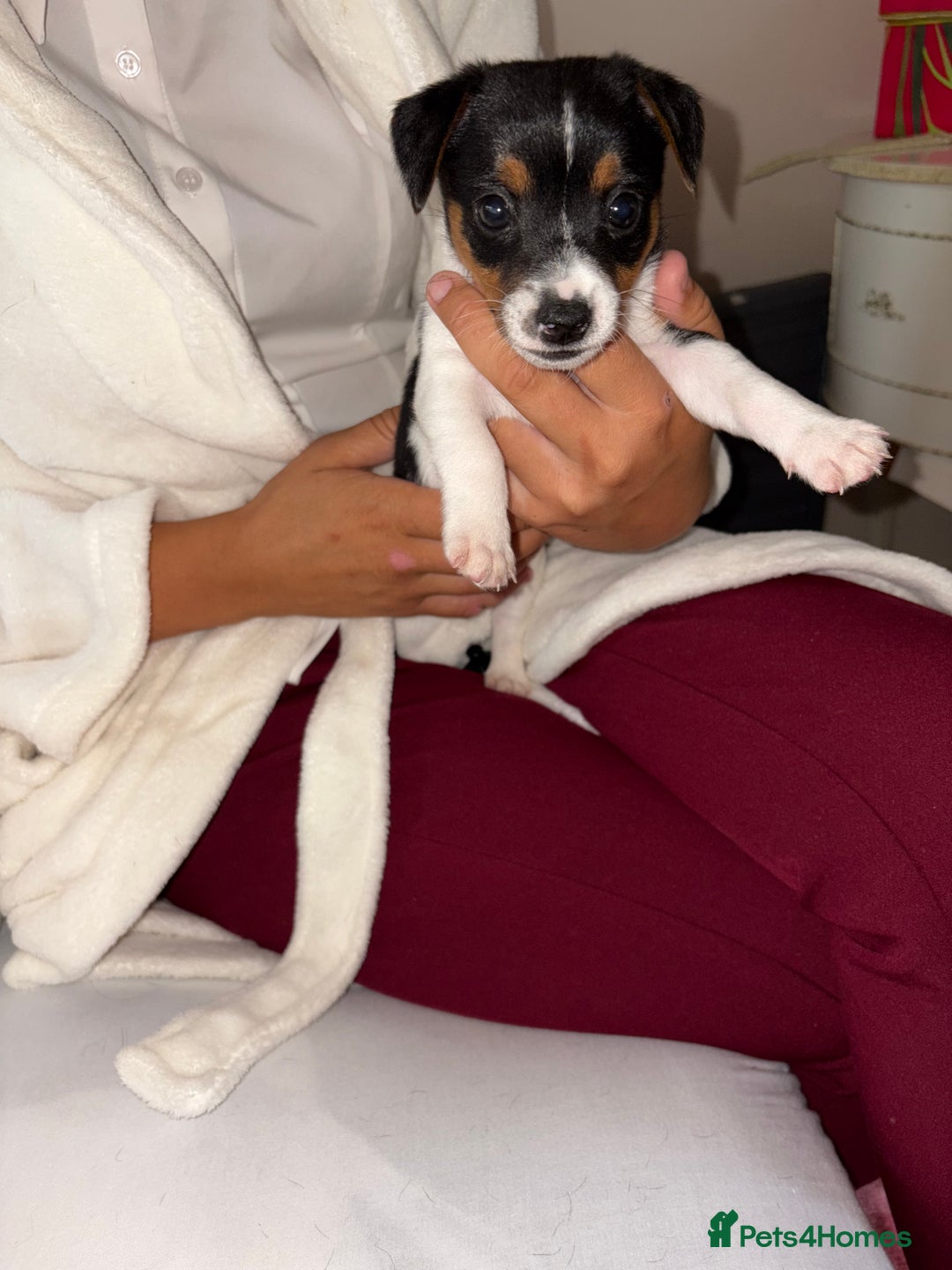 Jack Russell dogs for sale: Jack Russell Pure Breed Puppy’s  - Image 10