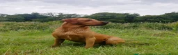 Labrador Retriever dogs for sale: 🐾 Beautiful KC-Registered Fox Red Lab Puppies 🐾 - Advert 14