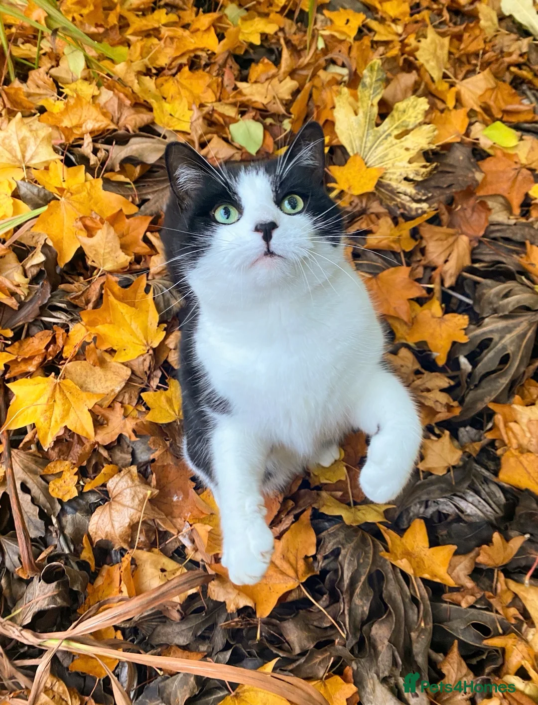 Mixed Breed cats for sale: Felix- 8 year old male cat looking for a new home  - Advert 1