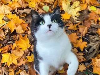 Mixed Breed cats Felix- 8 year old male cat looking for a new home - Advert 2