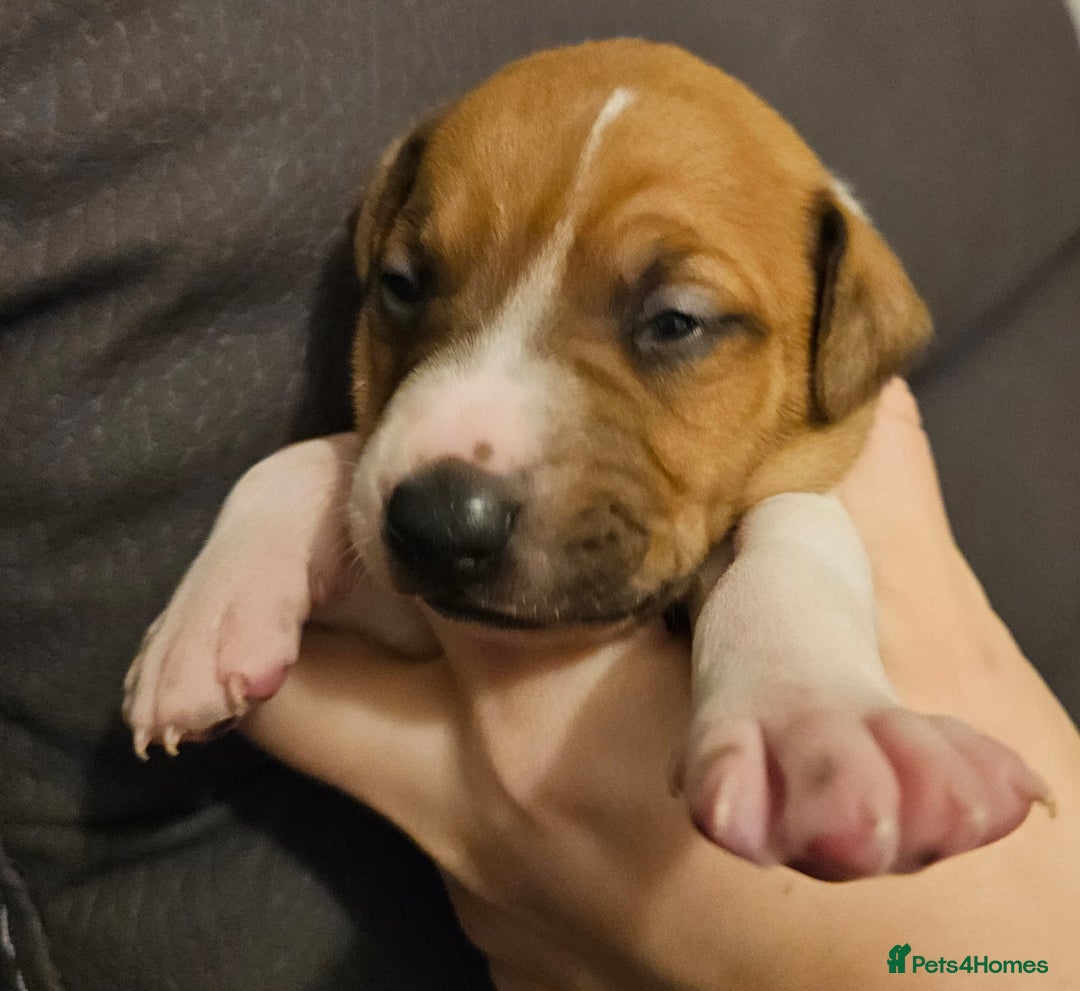 Mixed Breed dogs for sale: Italian Greyhound x Bull Greyhound Puppies - Advert 30
