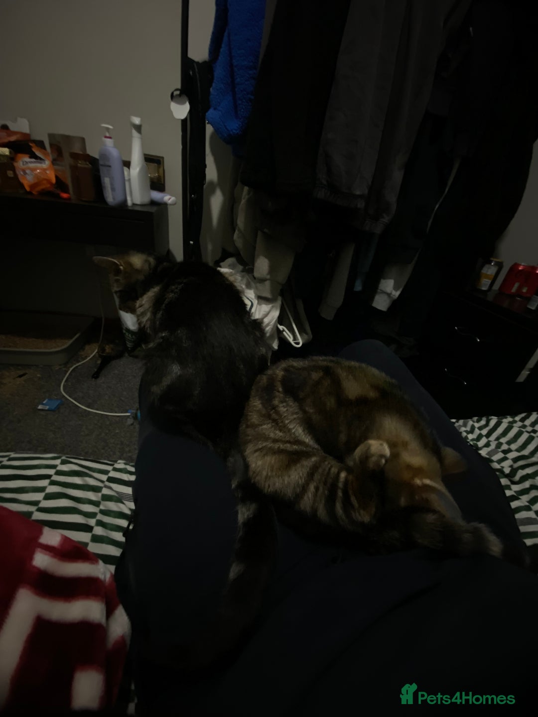 American Shorthair cats for sale: Taz And Tigger (Price Negotiable) - Advert 1