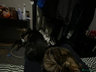 American Shorthair cats Taz And Tigger (Price Negotiable) - Advert 1