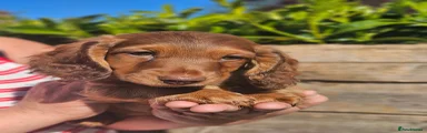 Miniature Dachshund Puppy Kristoph REHOMED 
